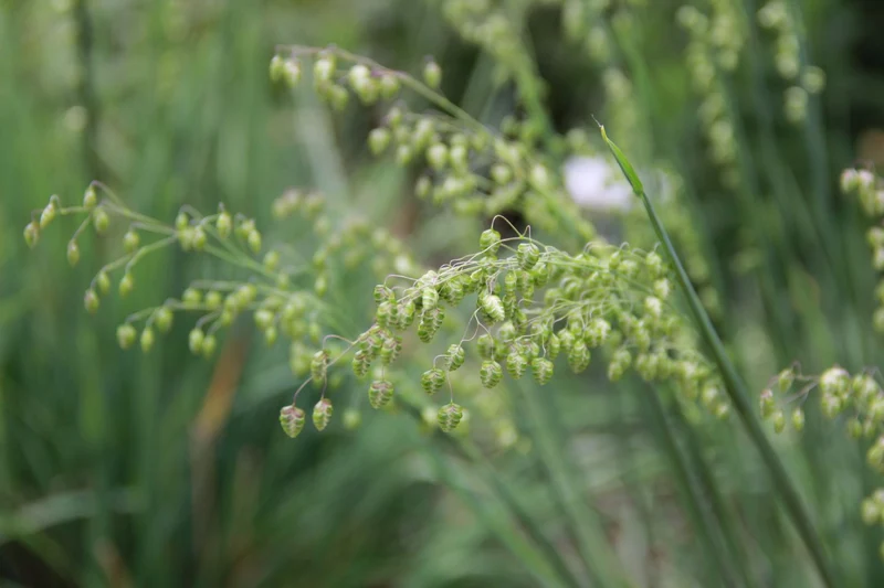 Briza media 'Limouzi' (Garten-Zittergras)