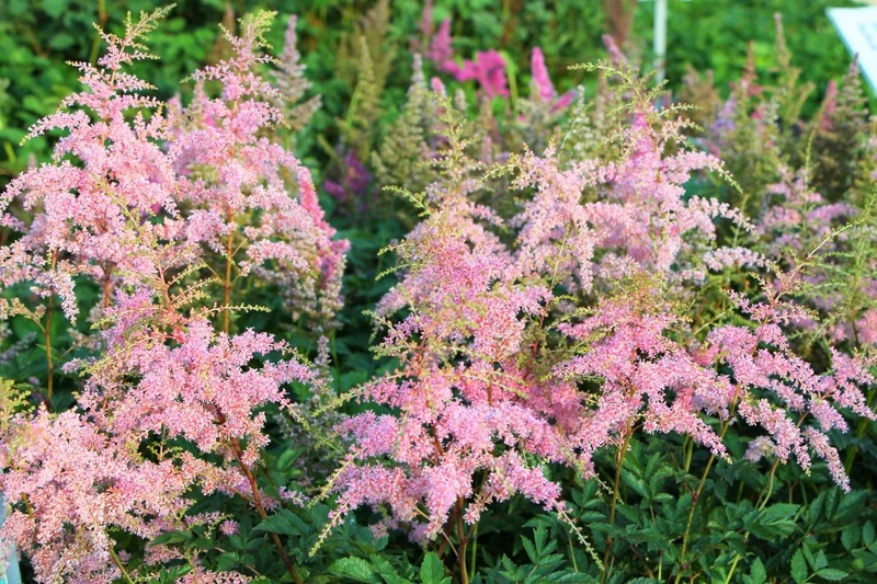 Astilbe x arendsii 'Flamingo' ® (Prachtspiere)