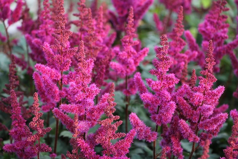 Astilbe chinensis 'Vision in Red' ® (Prachtspiere)