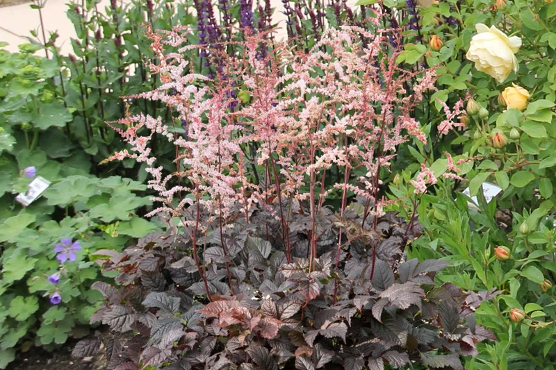 Astilbe 'Chocolate Shogun' ® (Prachtspiere)