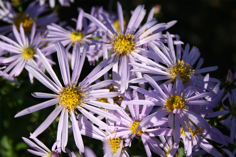 Aster pyrenaeus 'Lutetia' (Pyrenäen-Aster)
