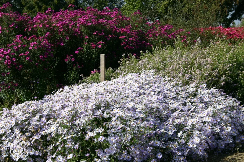 Aster pyrenaeus 'Lutetia' (Pyrenäen-Aster)