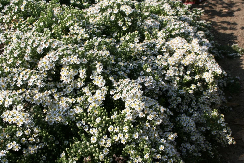 Aster pansus 'Snowflurry' (Garten-Teppich-Aster)