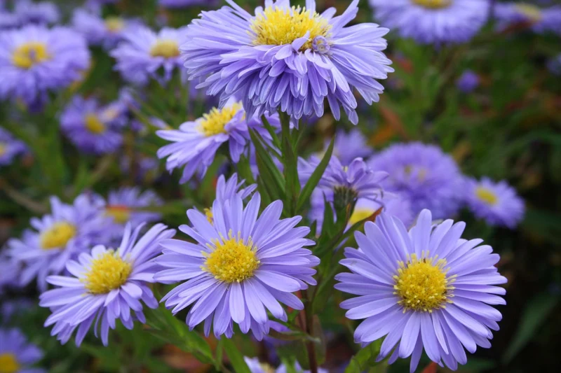 Aster novi-belgii 'Marie Ballard' (Glattblatt-Aster)