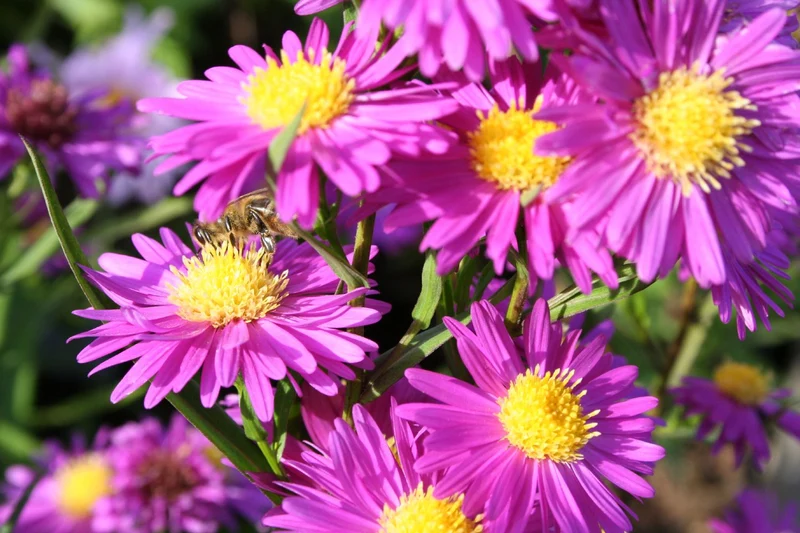 Aster novi-belgii 'Karminkuppel' (Glattblattaster)