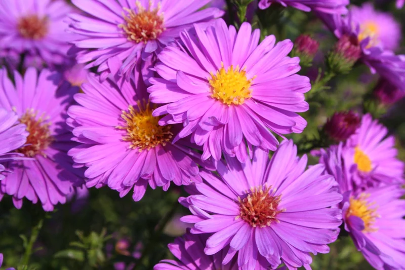 Aster novi-belgii 'Erica' (Glattblattaster)