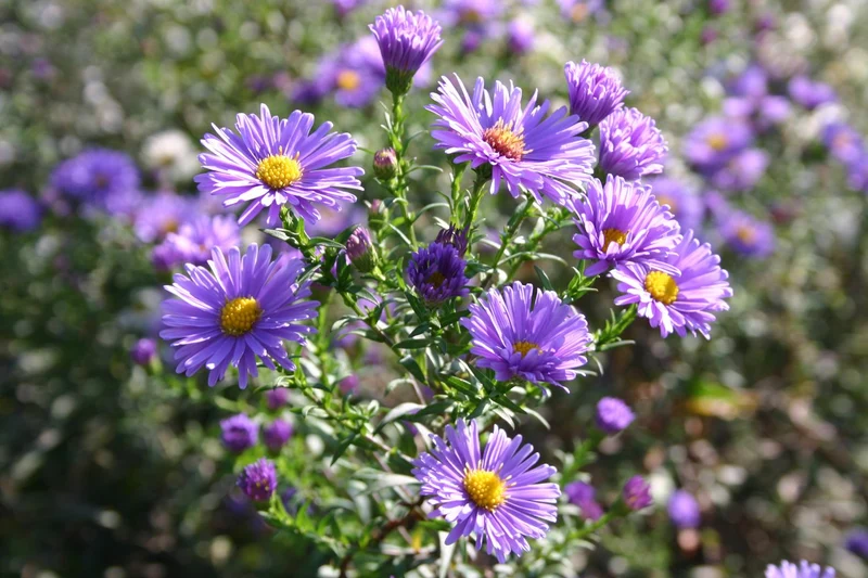 Aster novi-belgii 'Dauerblau' (Glattblatt-Aster)