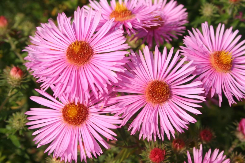 Aster novae-angliae 'Rudelsburg' (Raublatt-Aster)