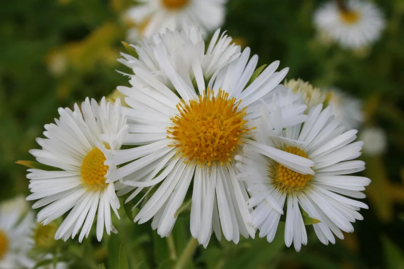 Aster novae-angliae 'Herbstschnee' (Raublatt-Aster)