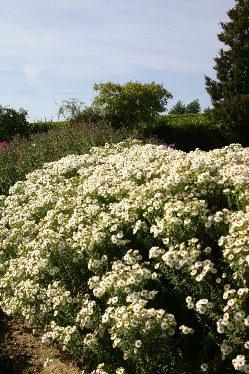 Aster novae-angliae 'Herbstschnee' (Raublatt-Aster)