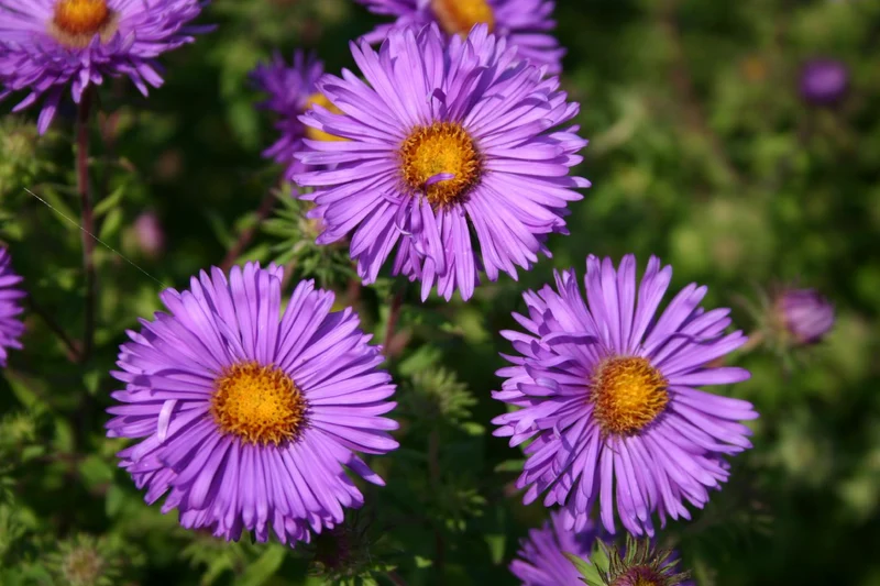 Aster novae-angliae 'Barr's Blue' (Raublatt-Aster)