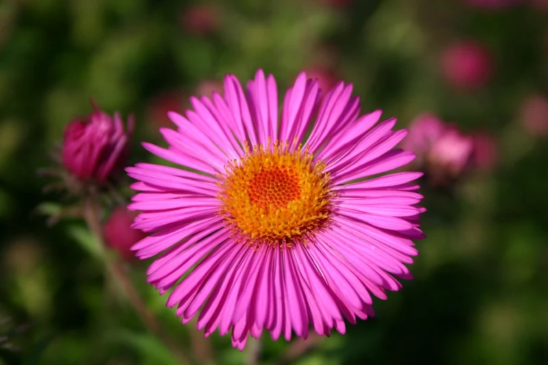 Aster novae-angliae 'Andenken an Paul Gerber' (Raublatt-Aster)
