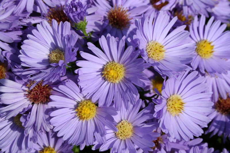 Aster dumosus 'Prof. Anton Kippenberg' (Kissenaster)