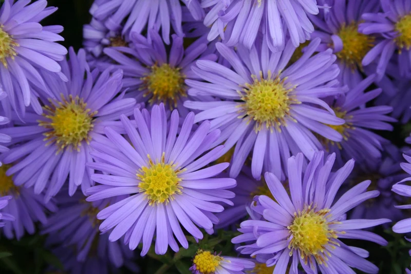 Aster dumosus 'Mittelmeer' (Kissen-Aster)