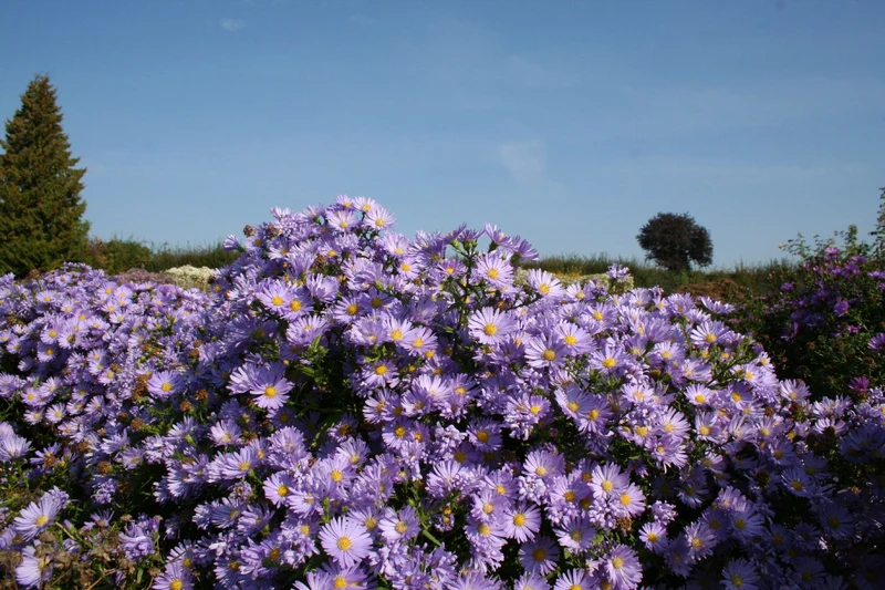 Aster dumosus 'Mittelmeer' (Kissen-Aster)