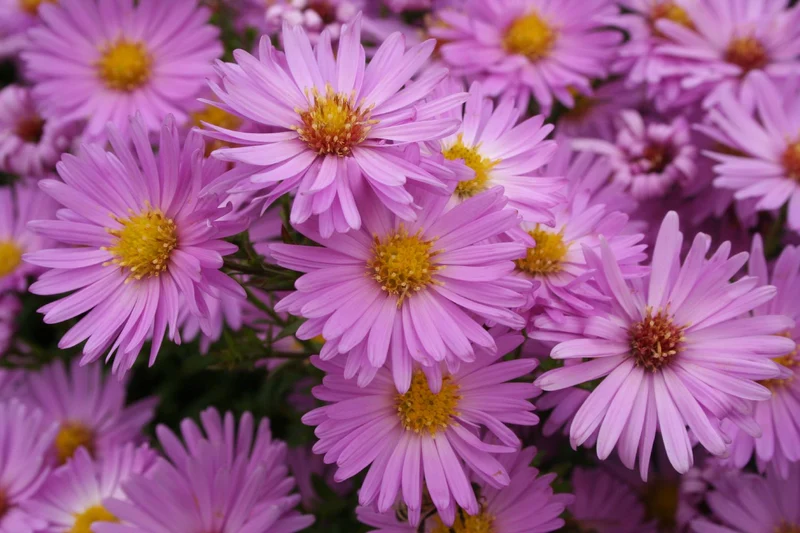 Aster dumosus 'Herbstgruß vom Bresserhof' (Kissen-Aster)