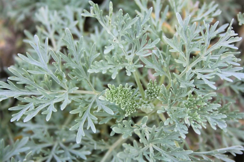 Artemisia arborescens 'Powis Castle' (Halbstrauchiger Garten-Wermut)