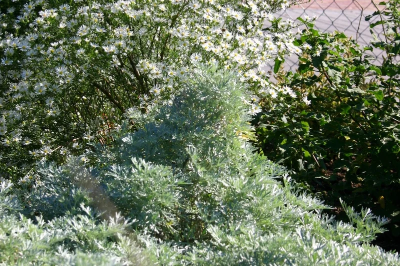 Artemisia arborescens 'Powis Castle' (Halbstrauchiger Garten-Wermut)