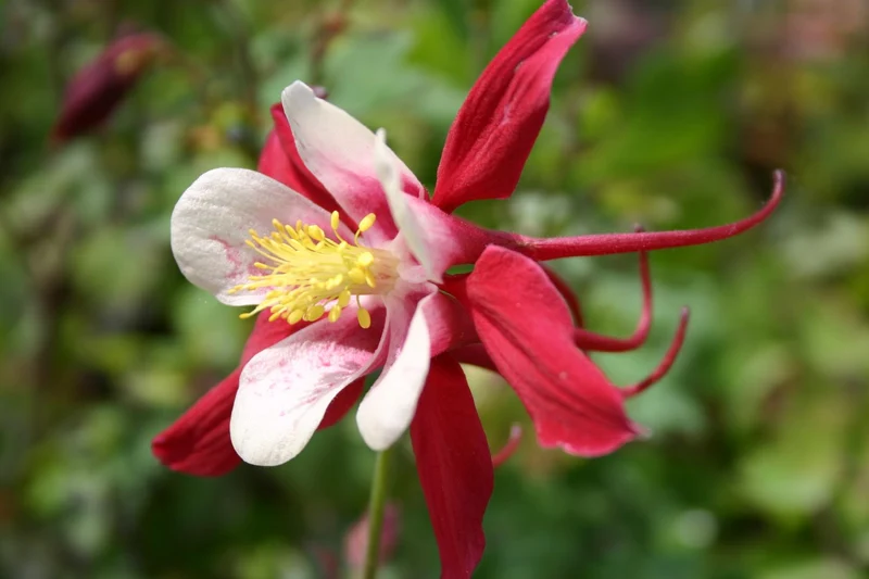 Aquilegia x caerulea 'Crimson Star' (Langspornige Garten-Akelei)