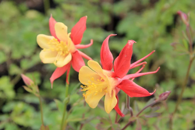 Aquilegia x caerulea 'Crimson Star' (Langspornige Garten-Akelei)