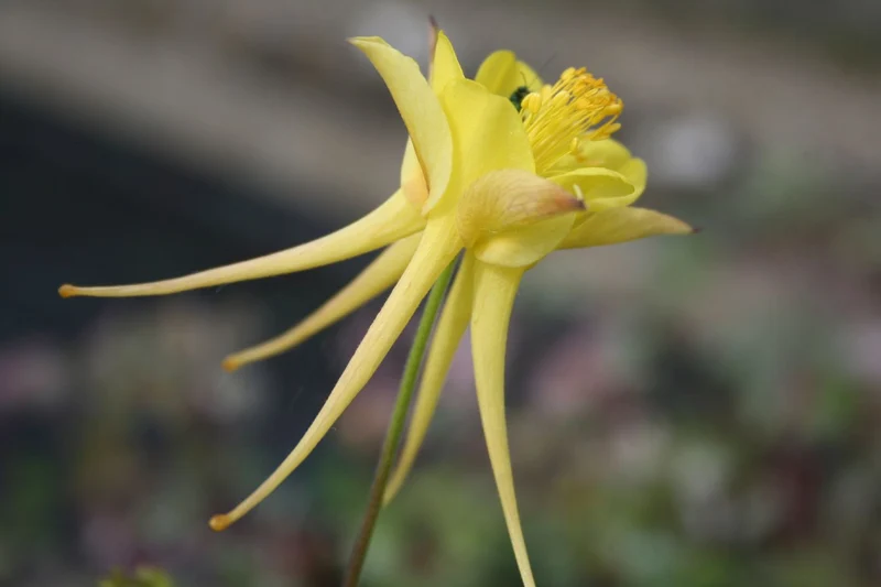 Aquilegia chrysantha 'Yellow Queen' (Langspornige Garten-Akelei)