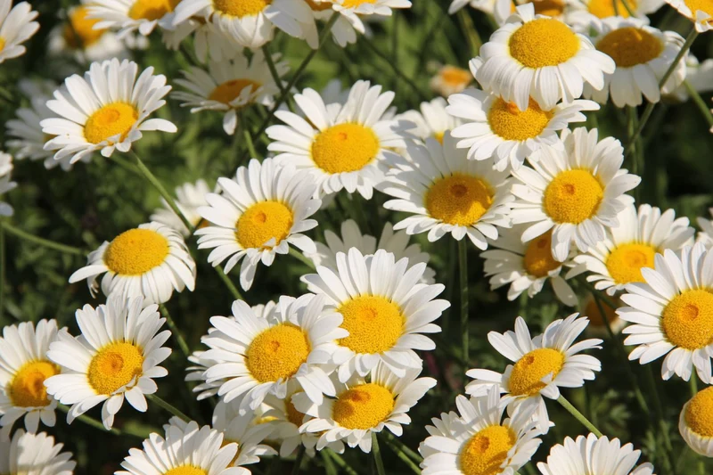 Anthemis tinctoria 'Sauce Hollandaise' (Färber-Hundskamille)