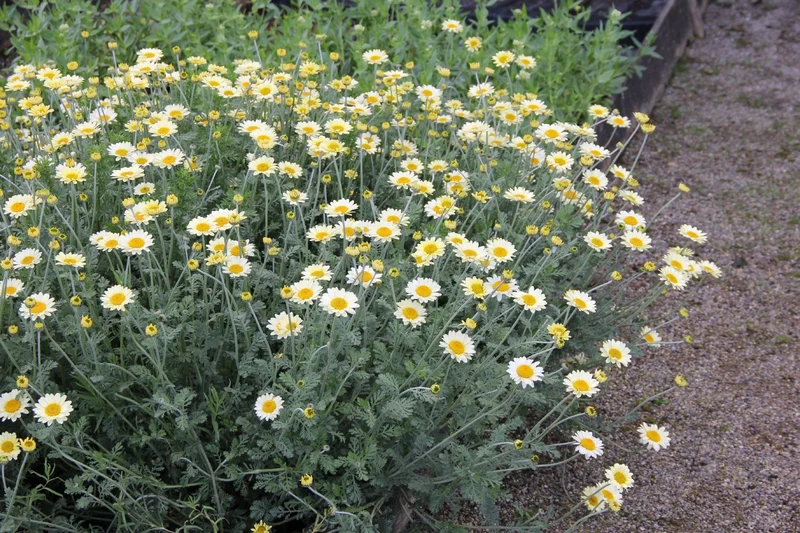 Anthemis tinctoria 'Sauce Hollandaise' (Färber-Hundskamille)