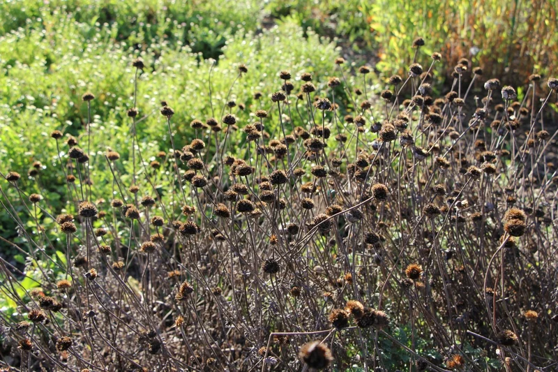 Anthemis tinctoria 'Sauce Hollandaise' (Färber-Hundskamille)