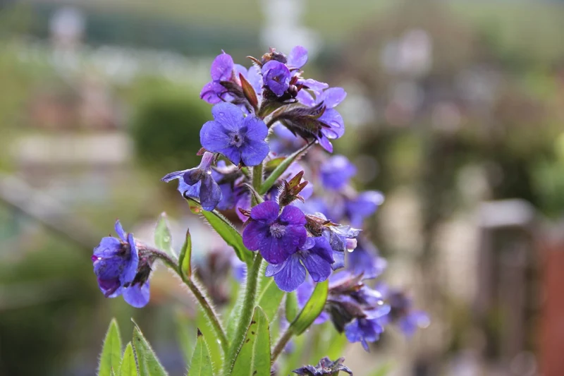 Anchusa azurea 'Loddon Royalist' (Große Garten-Ochsenzunge)