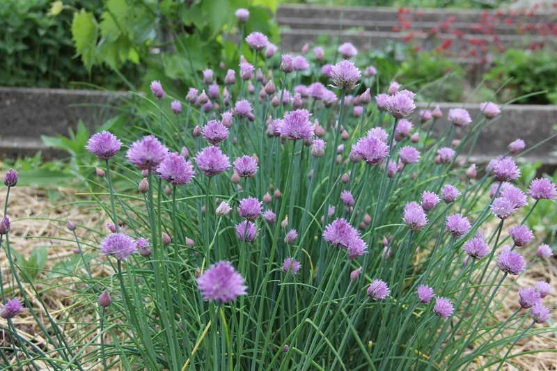 Allium schoenoprasum, Schnittlauch (Schnitt-Lauch)