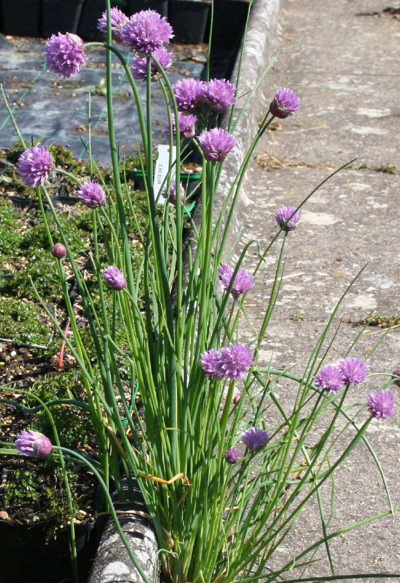 Allium schoenoprasum, Schnittlauch (Schnitt-Lauch)