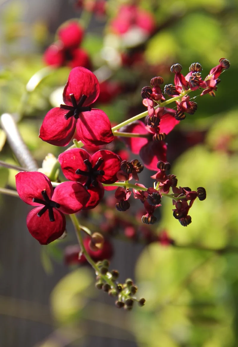 Akebia quinata (Schokoladenwein)
