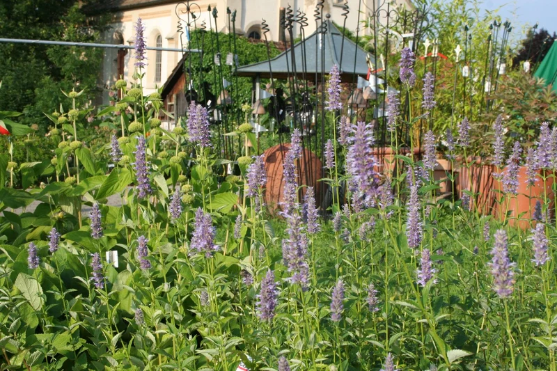 Agastache foeniculum (Anis-Duftnessel)
