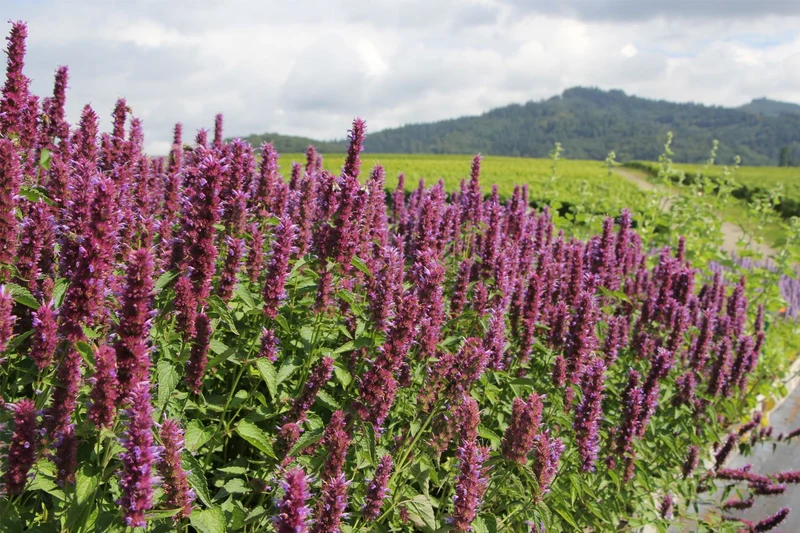 Agastache 'Beelicious Purple' ® (Duftnessel)