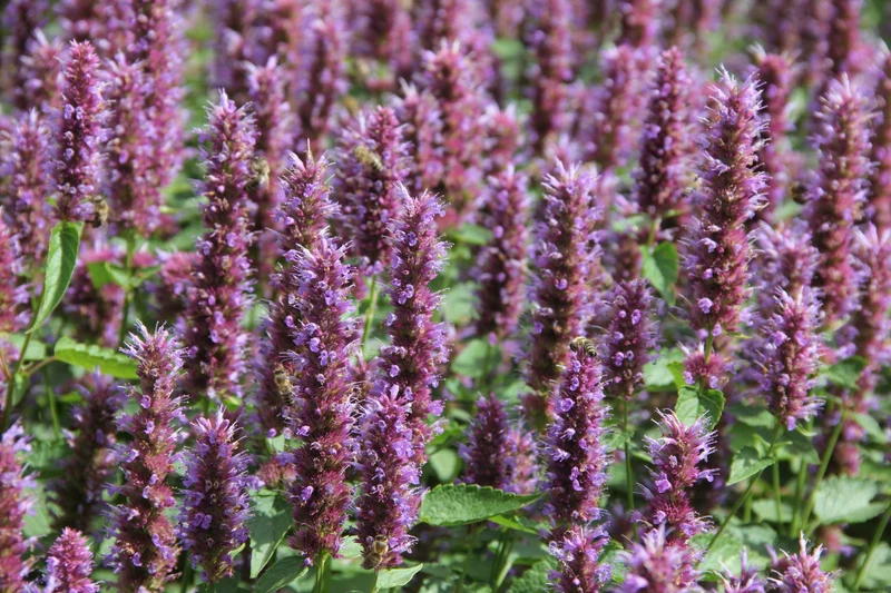 Agastache 'Beelicious Purple' ® (Duftnessel)