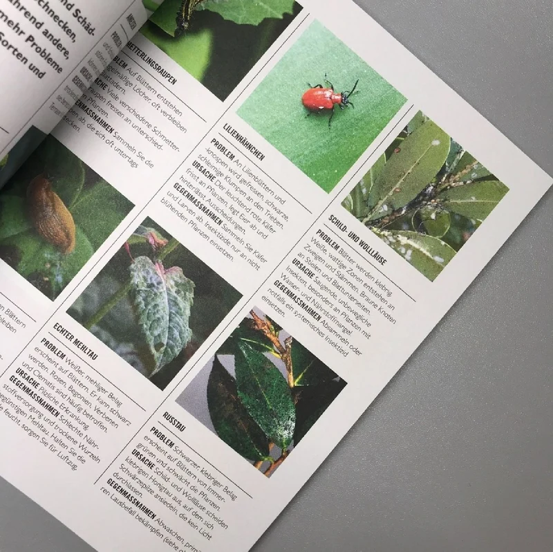 Pflanzen im Topf (Grünes Garten Wissen)