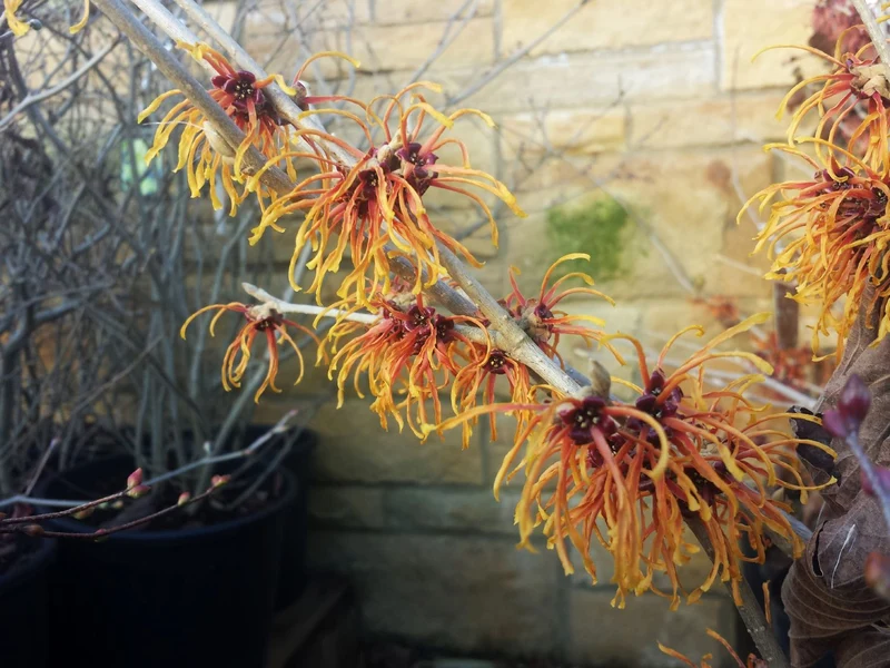 Hamamelis intermedia 'Aphrodite' (Großblütige Zaubernuss)