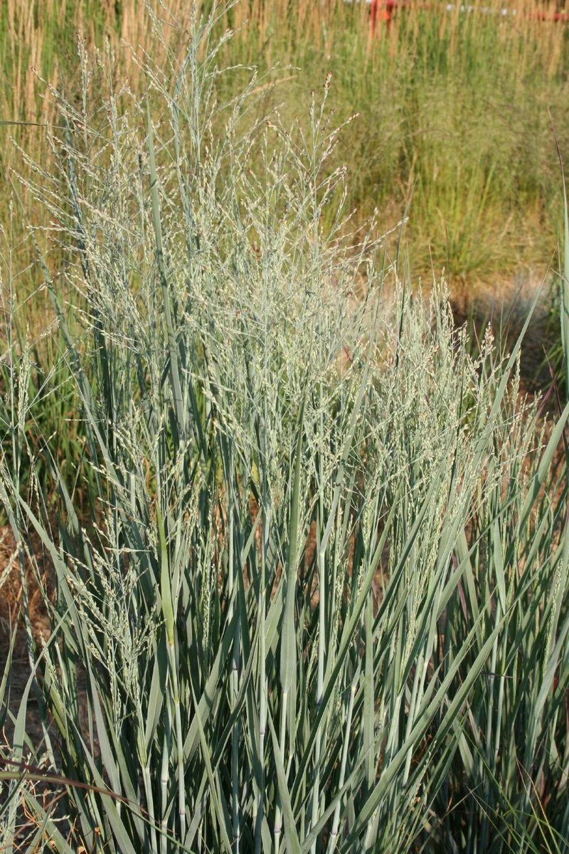 Panicum virgatum 'Heavy Metal' (Rutenhirse)