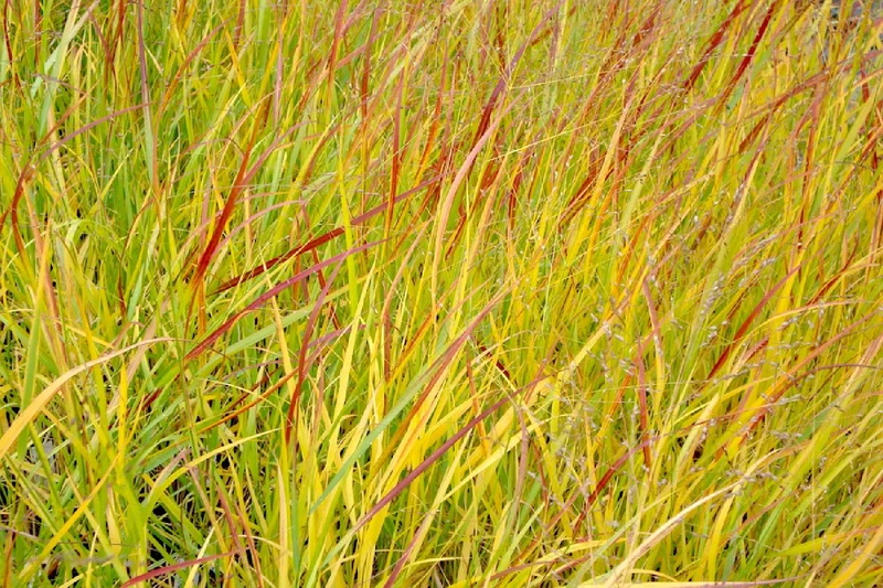 Panicum virgatum 'Hänse Herms' (Rutenhirse)