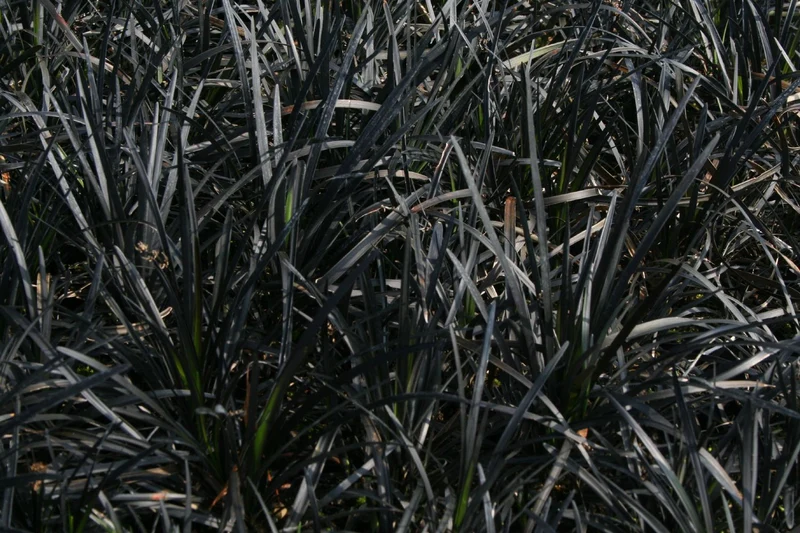 Ophiopogon planiscapus 'Nigrescens' (Schwarzer Schlangenbart)