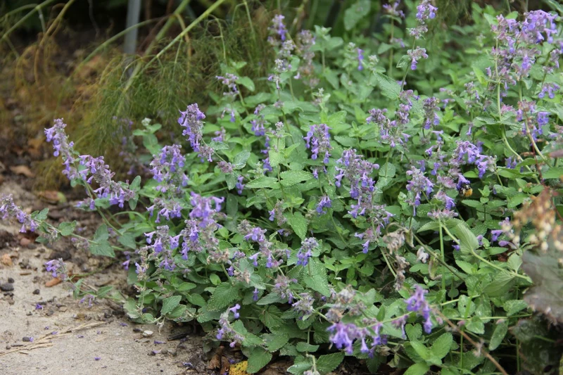Nepeta x faassenii, vegetativ (Katzenminze)
