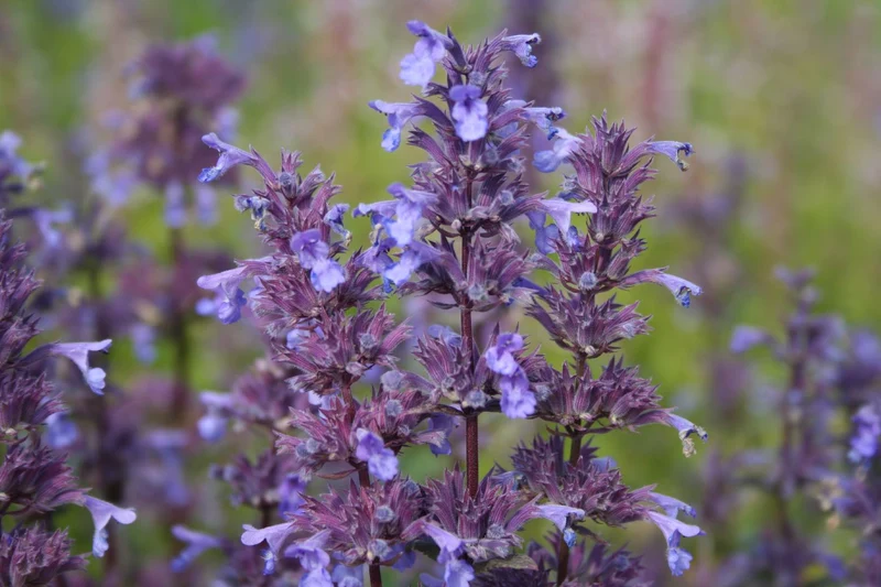 Nepeta grandiflora 'Bramdean' (Großblütige Katzenminze)