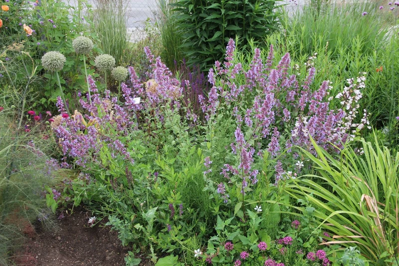 Nepeta grandiflora 'Bramdean' (Großblütige Katzenminze)