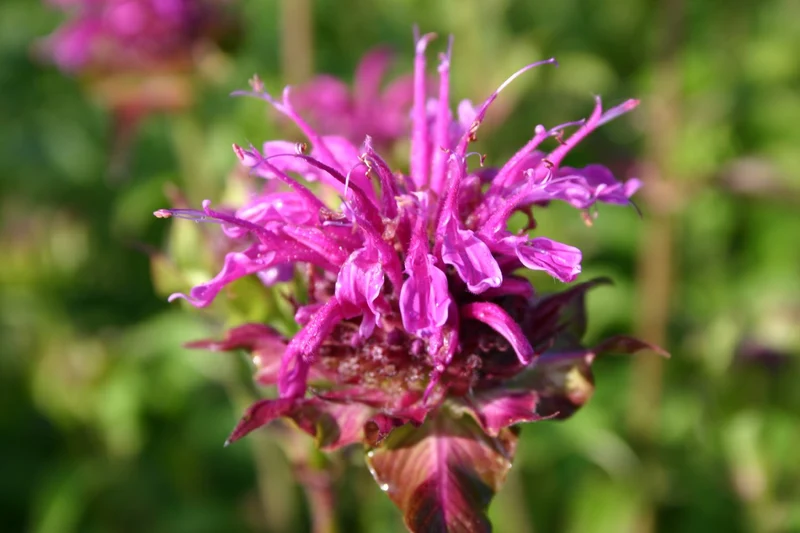 Monarda fistulosa 'Scorpion' (Indianernessel)