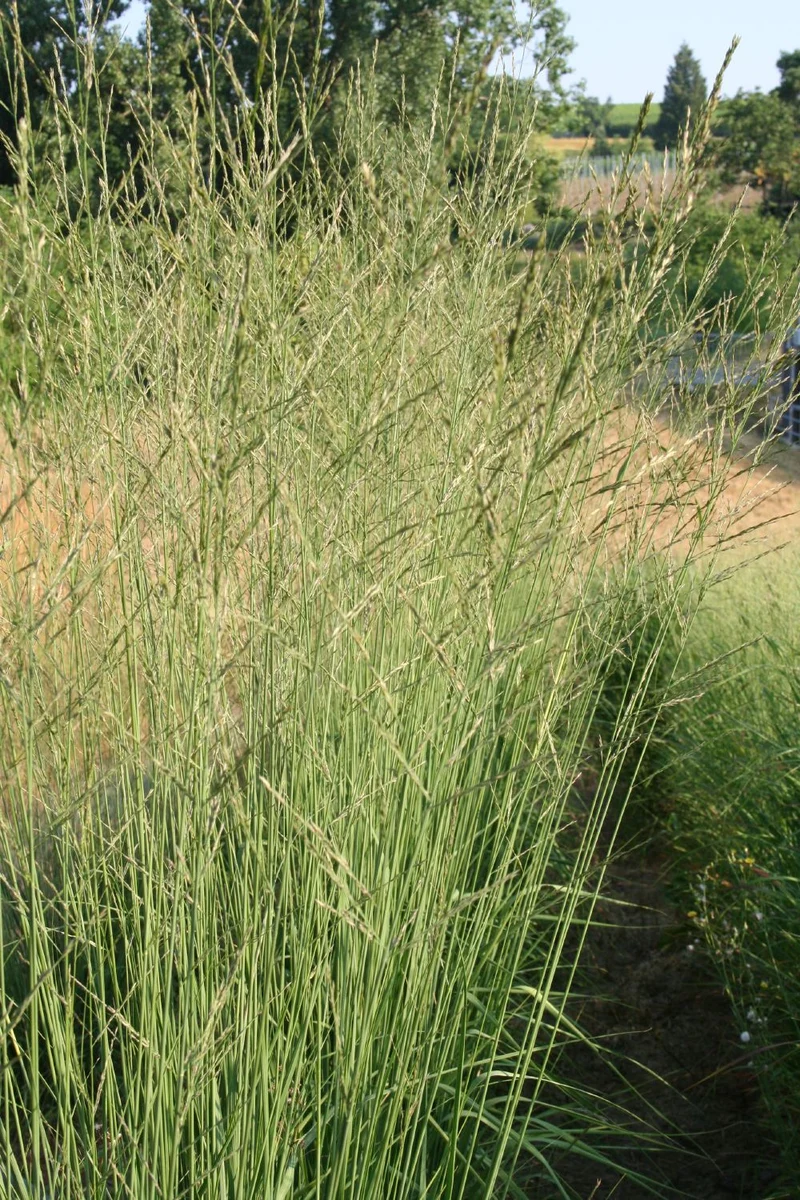 Molinia arundinacea 'Windspiel' (Hohes Pfeifengras)