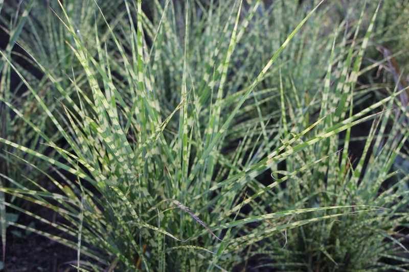 Miscanthus sinensis 'Gold Breeze' (Chinaschilf)