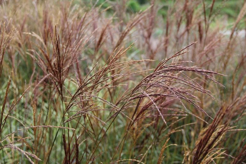 Miscanthus sinensis 'Ferner Osten' (Chinaschilf)