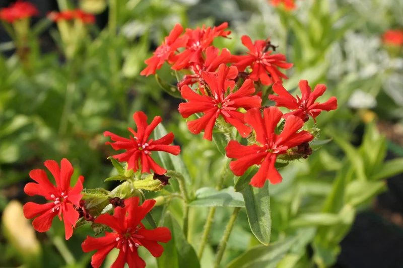 Lychnis chalcedonica (Brennende Liebe)