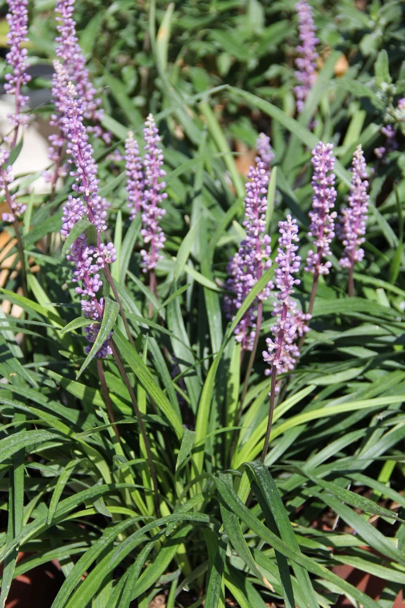Liriope muscari 'Ingwersen' (Lilientraube | Glöckchentraube)