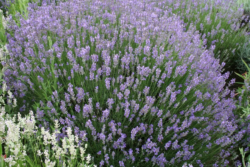 Lavandula angustifolia 'Munstead' (Lavendel)